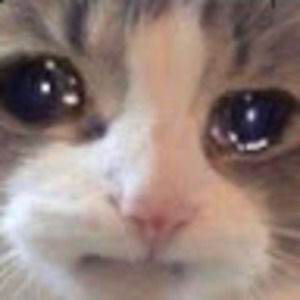 Meet your Posher, Isabella